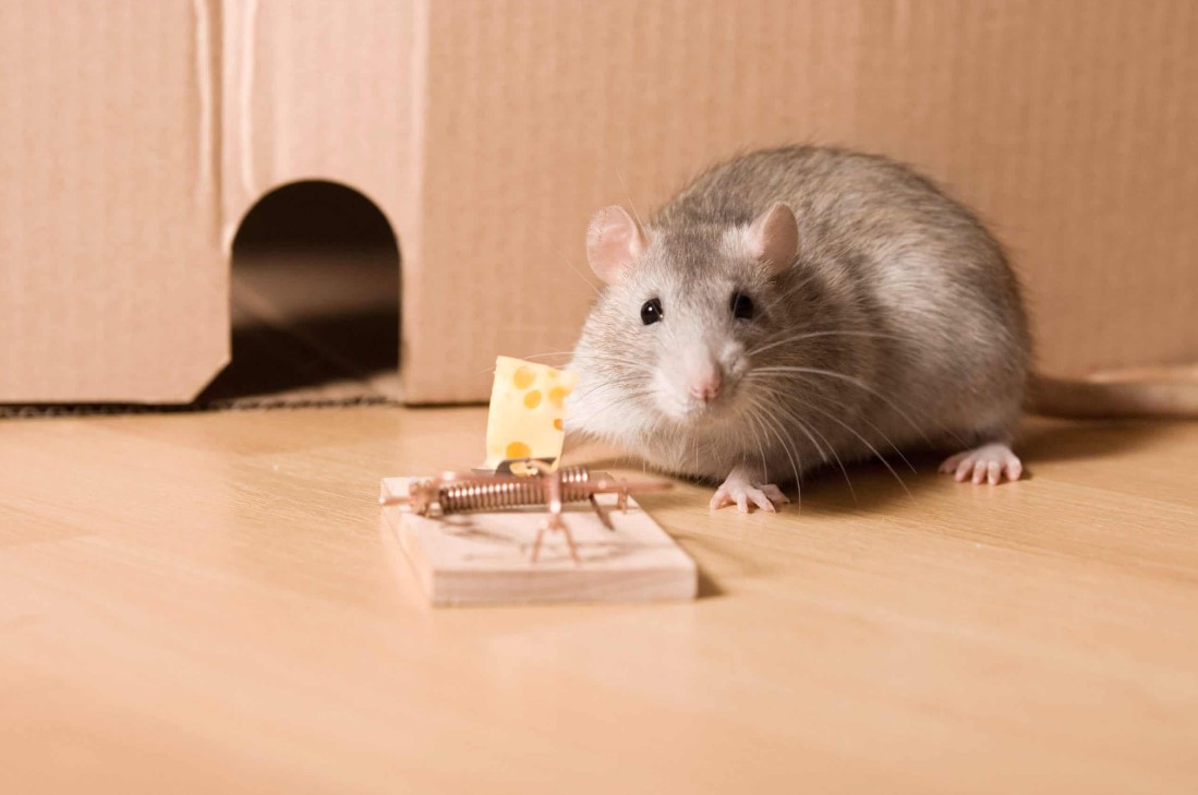 Giải mã giấc mơ thấy chuột chi tiết nhất